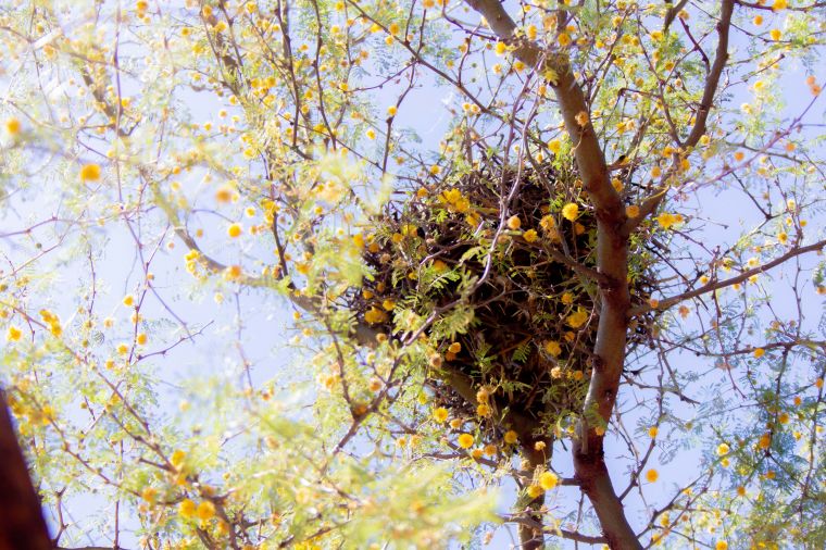 Ecosistema del Parque Mitre