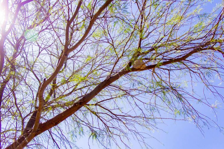 Ecosistema del Parque Mitre