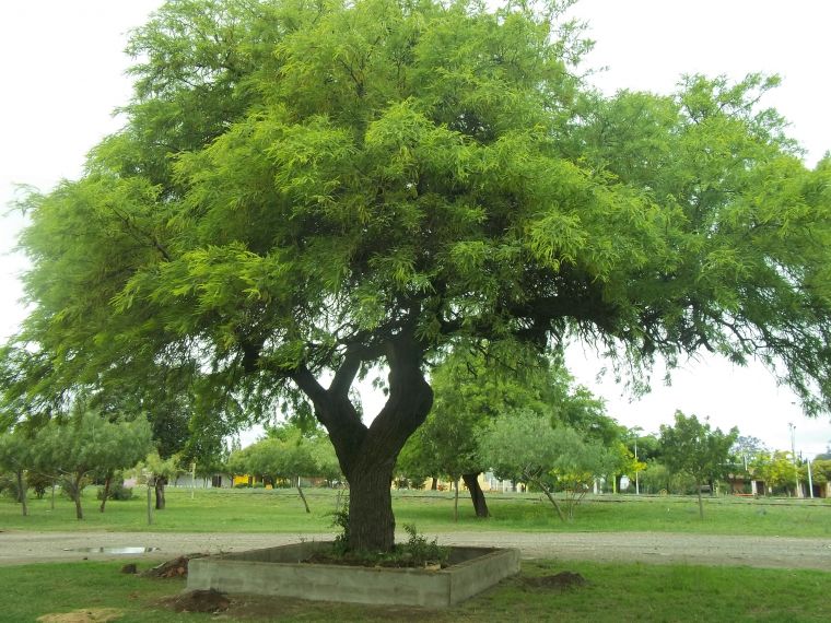 Avanza la construcción de Canteros en el Parque Central Belgrano