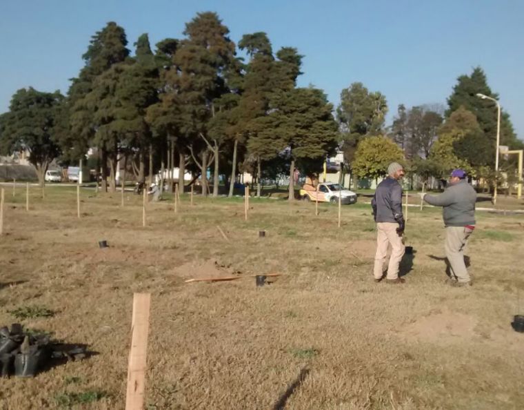 Continúan tareas de reforestación: Primera Etapa Parque Mitre