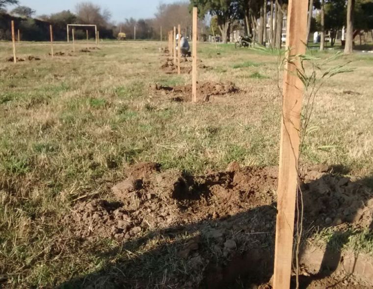 Continúan tareas de reforestación: Primera Etapa Parque Mitre