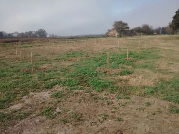Continúan tareas de reforestación: Primera Etapa Parque Mitre